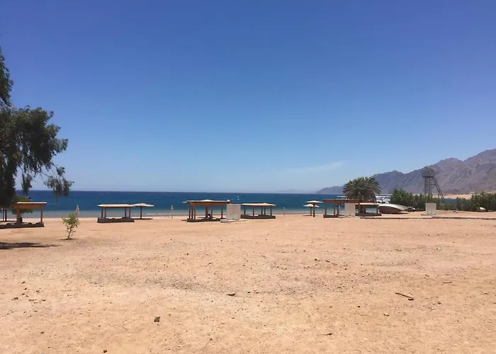 Octopus - Lagoon *